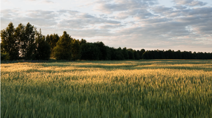 Field of Dreams